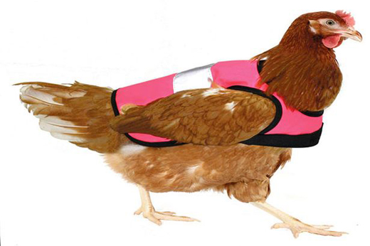 chicken 1